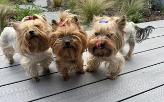 Pomozme Welle po nálezech rakoviny vidět, Daře k pohybu a Willymu ke zdraví