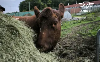 Pomozte nám zajistit seno pro naše krávy, kozy a ovečku