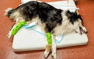 Zachraňme společně nemocného Badýska