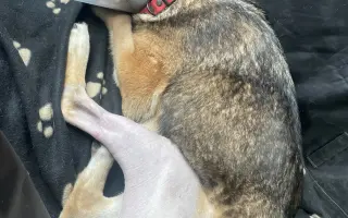 Sedmiletá Arnika se na důchod ještě necítí