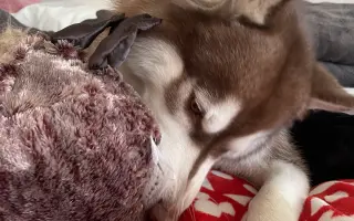 Dinno psík s epilepsií