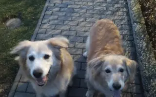 FOXY čekal 10 let na domov. Konečně ho našel. Teď bojuje o život.
