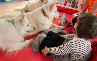 Když psí láska léčí – rok canisterapie pro Dominička