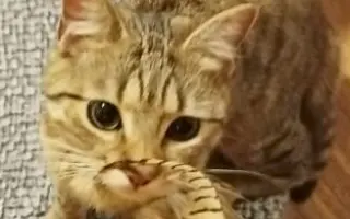 Pomohli jste Johnymu léčit FIP