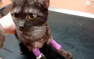 KOČIČKY V NOUZI - POMOZTE NÁM ZACHRÁNIT JEJICH ŽIVOTY