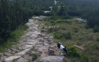 Luisa( Třítlapka) a její krok k lepšímu životu