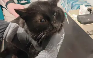 KOČIČKY V NOUZI - POMOZTE NÁM ZACHRÁNIT JEJICH ŽIVOTY