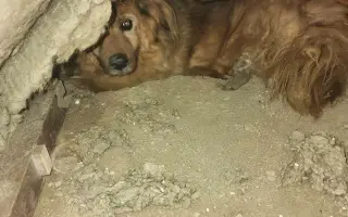 Nový život pro Elie