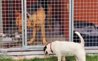 Pomoc pro pejsky čekající na nový domov