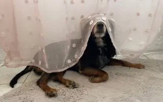 Shamy bouje s bolestí. Pomozme jí prožít stáří důstojně