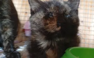 ZACHRAŇME KOŤÁTKA PŘED ZIMOU!