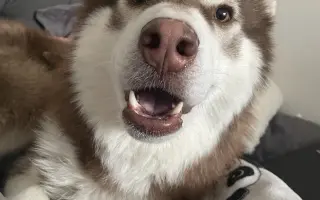 Dinno psík s epilepsií