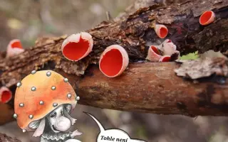 Podpořte KOLODĚJE - houbové hrdiny