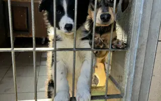 Vaše pomoc může změnit osud němých tváří