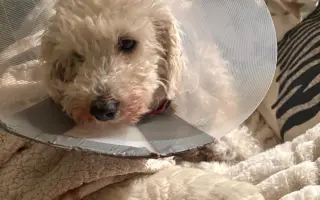 Operace pro Chanelku 💜