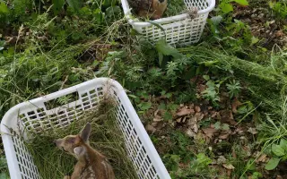 Myslivec s termovizí: Zachraňme srnčata před sekačkami a pomozme farmářům