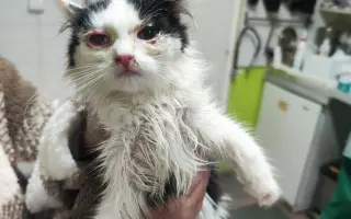 Druhá šance začíná tady: Rekonstrukce karantény pro kočky a skladu