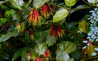 Amazonie volá o pomoc: zachraňme tisíce druhů zvířat a rostlin před těžaři