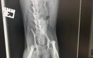 Pro Tobyho na veterinární péči a rehabilitace