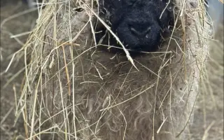 Pomozte beránkovi Knedlíčkovi opět běhat s dětmi.🤍
