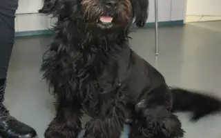 Veterinární pomoc naším svěřencům