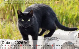 Pomozme paní Jančové a útulku Konec Toulání