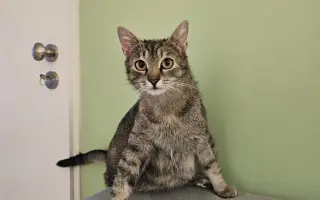 Pomôžte otvoriť neštandardnú veterinu pre túlavé zvieratá v Brne! 🐾💙