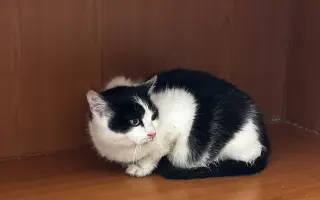 Pomozte nám zachránit 14 koček v ohrožení života!