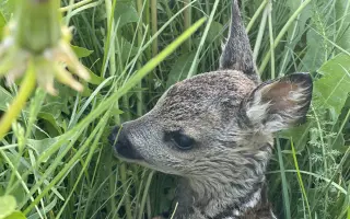 Záchrana srnčat při senoseči