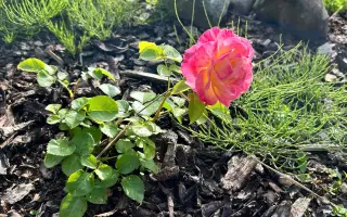 Podpořte in vitro záchranu a kultivaci ohrožených orchidejí a rostlin