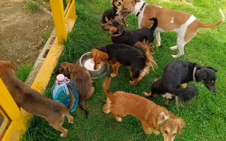 Pomozte zachránit Psí domov spolku Zastavme Utrpení.
