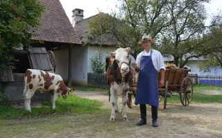 Podpořte pořízení nových chomoutů a postrojů pro kravičku Matyldu