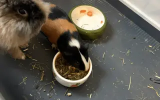 Sbírka na operaci pro Freddyho