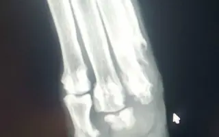 Zachraňme společně nemocného Badýska