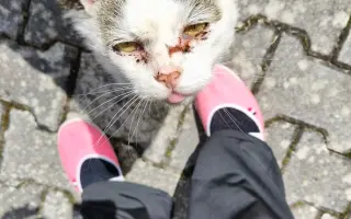 Druhá šance pro kočky z lázní