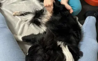 Amy potřebuje další operaci pro bezbolestné procházky