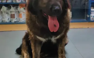 Nekonečný boj o záchranu zvířecích životů 😢