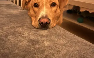 Chemoterapie pro Budnáše