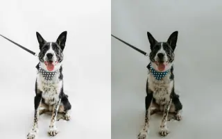 Pomáháme opuštěným a týraným psům najít cestu domů 🩷