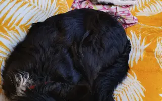 MRI pro Moonyho