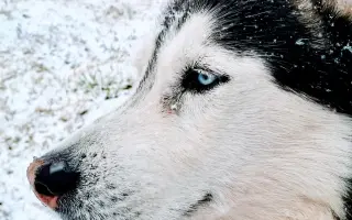 Psí rehabilitace pro Kima