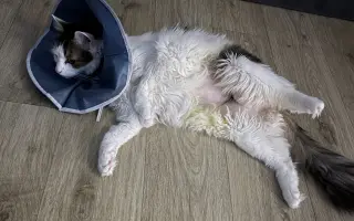 Zachraňme Mikyho: potřebuje operaci močového kamene