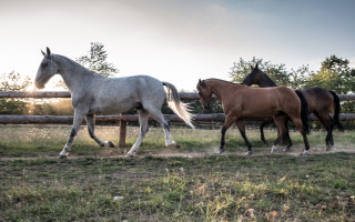 Pomozte dětem s handicapem získat nového hiporehabilitačního koně