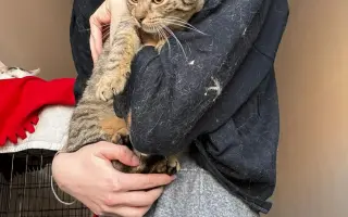 Prosíme pomozte deseti kočičkám přežít