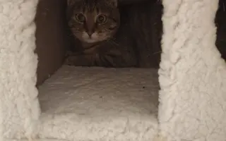 Druhá šance na život – veterinární péče pro zraněné, opuštěné a týrané kočky