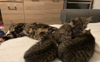 Pohozená osiřelá nedokojená koťátka a jejich kámoši