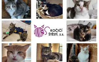 Veterinární péče pro kočičky z Kočičího štěstí, z.s. 🐈‍⬛