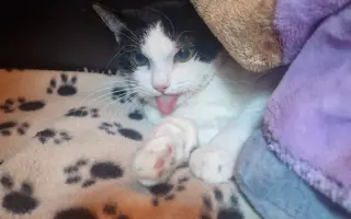 Pomoc pro kočičku Mínu - operace zubů