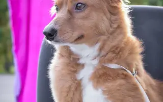 Pomáháme opuštěným a týraným psům najít cestu domů 🩷