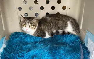 Voříškov přijal 45 nových chlupáčů - pomůžete spolu s námi změnit jejich příběh?